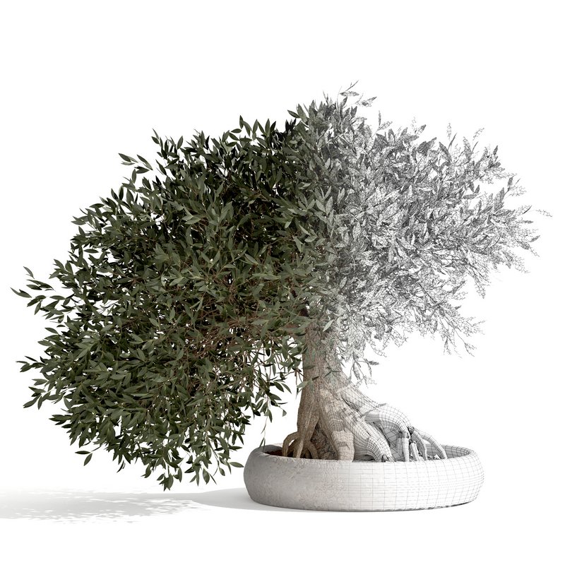 bonsai indoor plant set 03 3D model Image 5