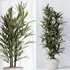Dracaena Warneckii Lemon and Rhapis Excelsa vases - Thumbnail 7