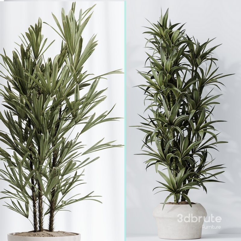 Dracaena Warneckii Lemon and Rhapis Excelsa vases Image 7
