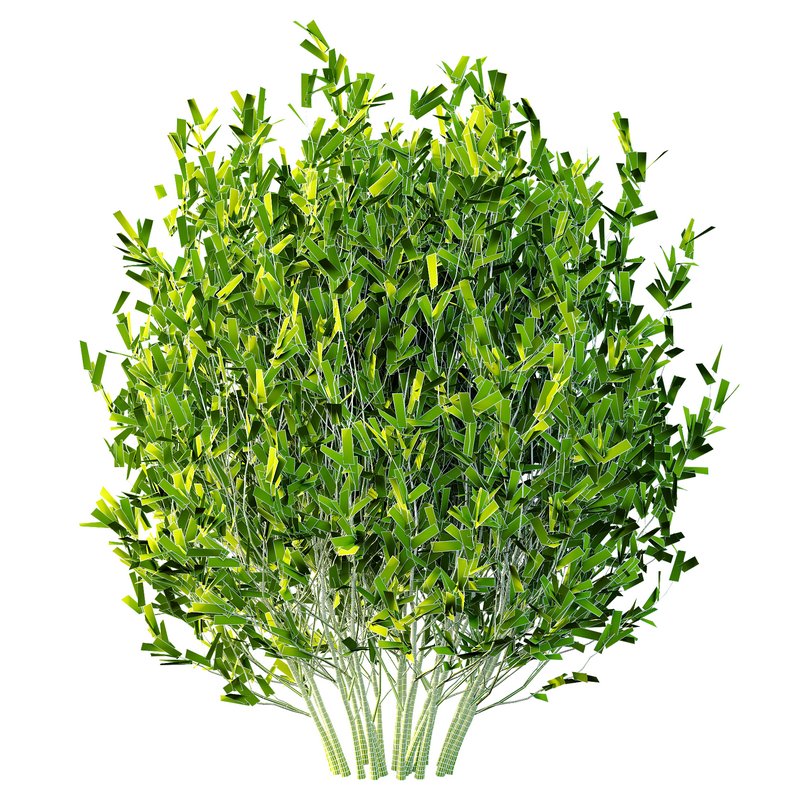 Dwarf Burning Bush03 Image 6