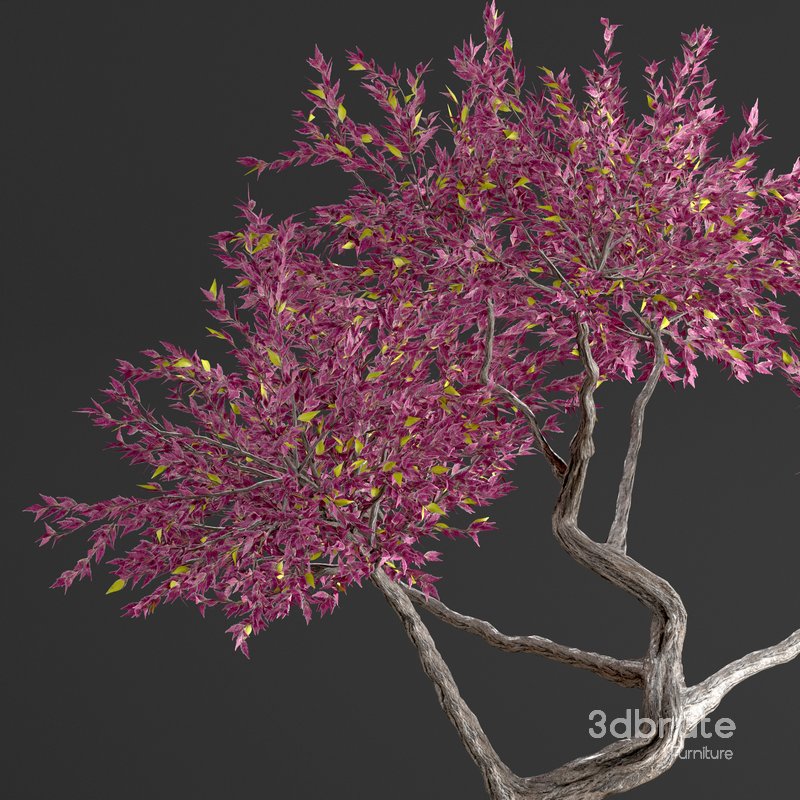 bonsai on skull in pot 09 Image 4