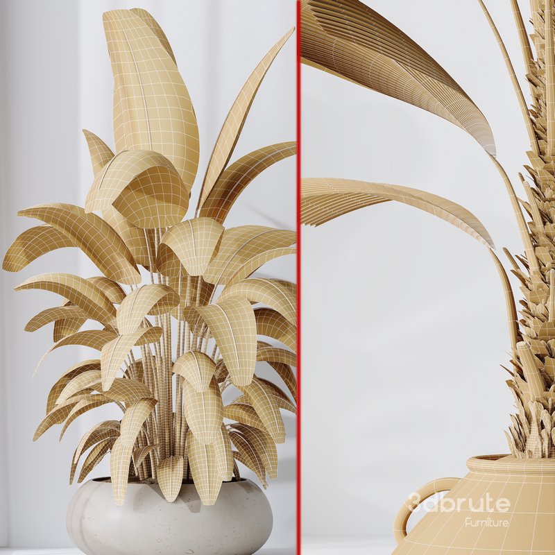 Licuala Grandis Ruffled Fan Palm Image 6