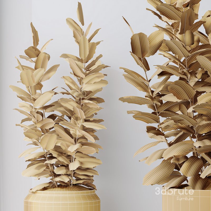 Rubber Ficus Elastica Abidjan Melany vases Image 6