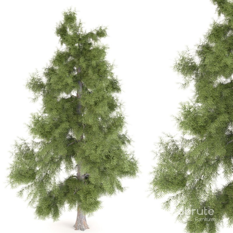 Tree Alaska 10 Image 1