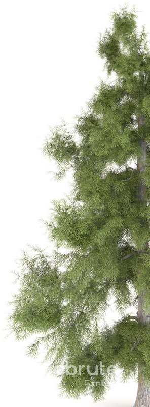 Tree Alaska 10 Image 5