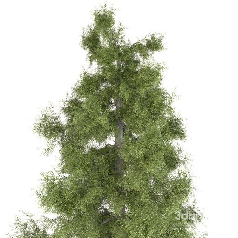 Tree Alaska 10 Image 4