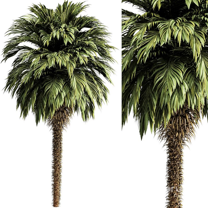 Palm tree5 Image 1