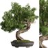 Bonsai Tree set5 - Thumbnail 1