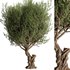 Olive Tree Set13 - Thumbnail 1