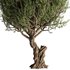 Olive Tree Set13 - Thumbnail 2