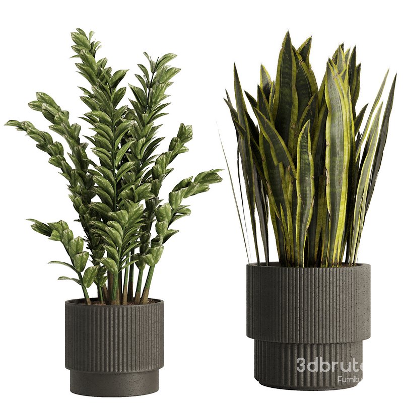 Indoor Plant Set54 Image 2