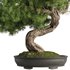 Bonsai Tree set5 - Thumbnail 2