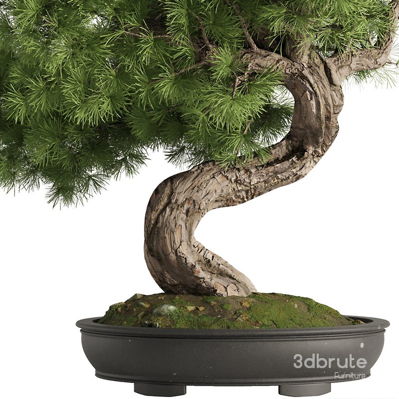 Bonsai Tree set5 Image 2
