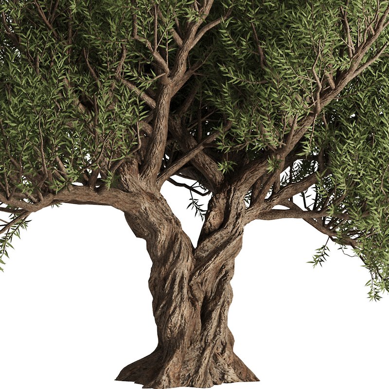 Olive Tree Set12 Image 2