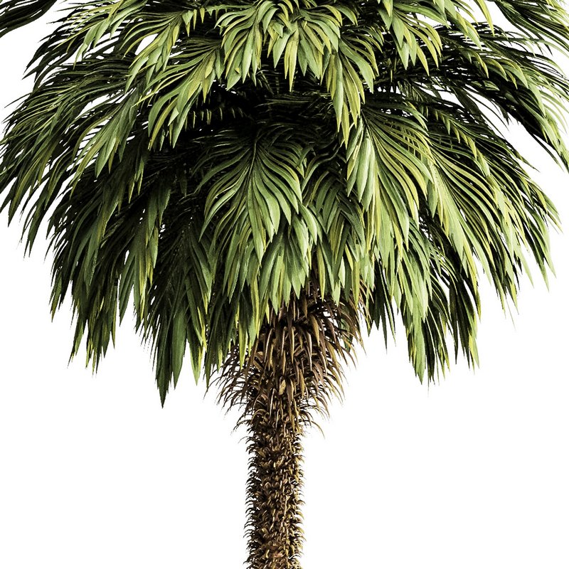 Palm tree5 Image 2