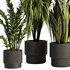 Indoor Plant Set54 - Thumbnail 1