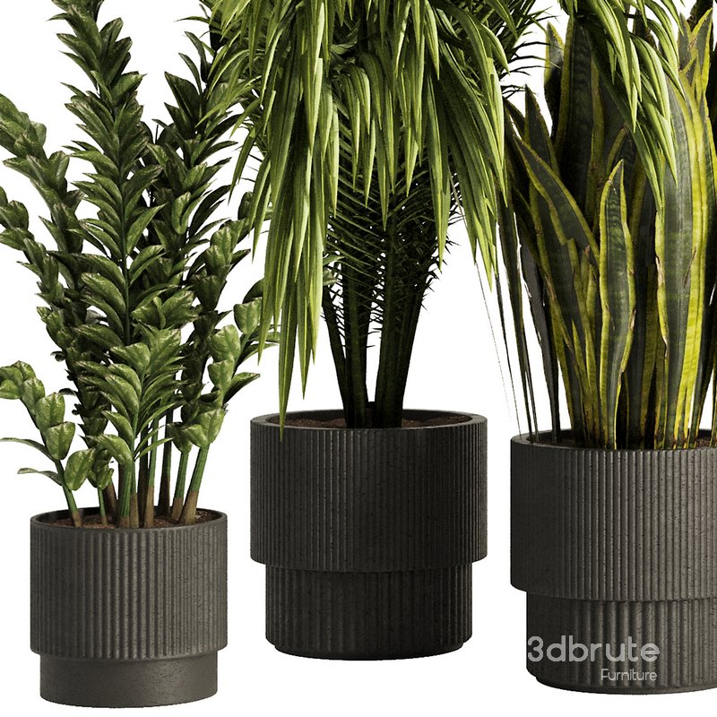 Indoor Plant Set54 Image 1