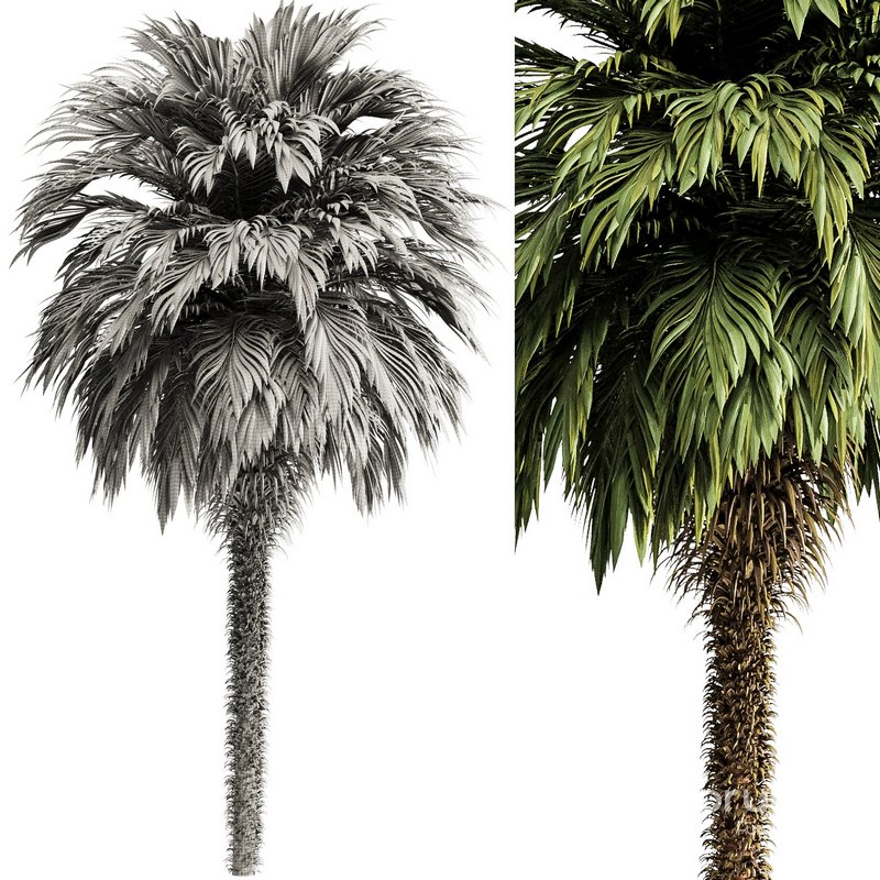 Palm tree5 Image 3