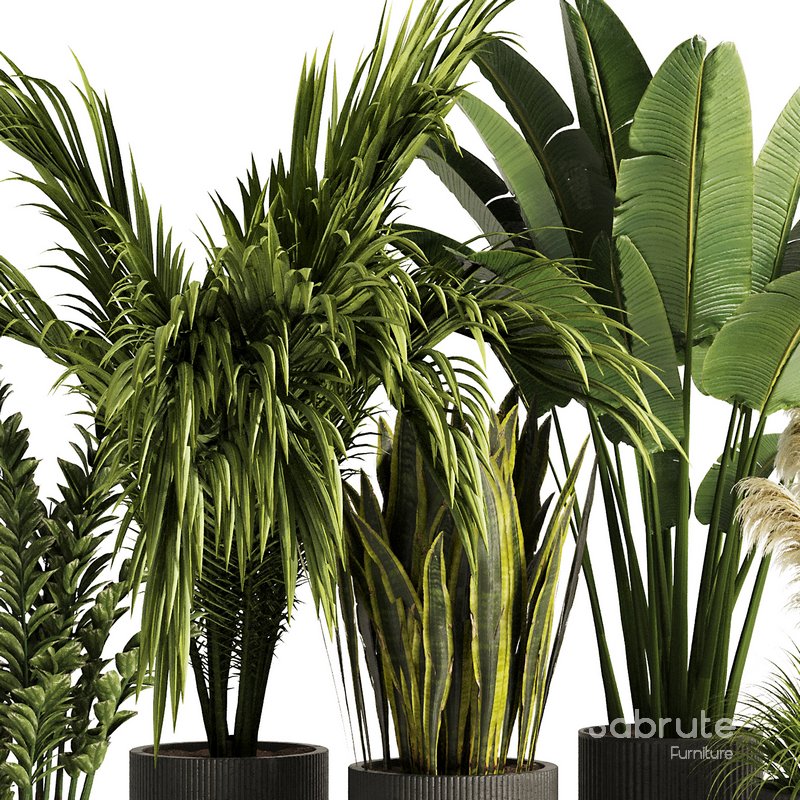 Indoor Plant Set54 Image 4