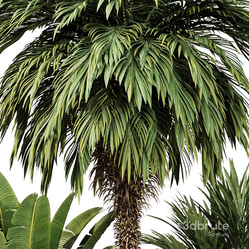 Outdoor Plant set5 Image 3