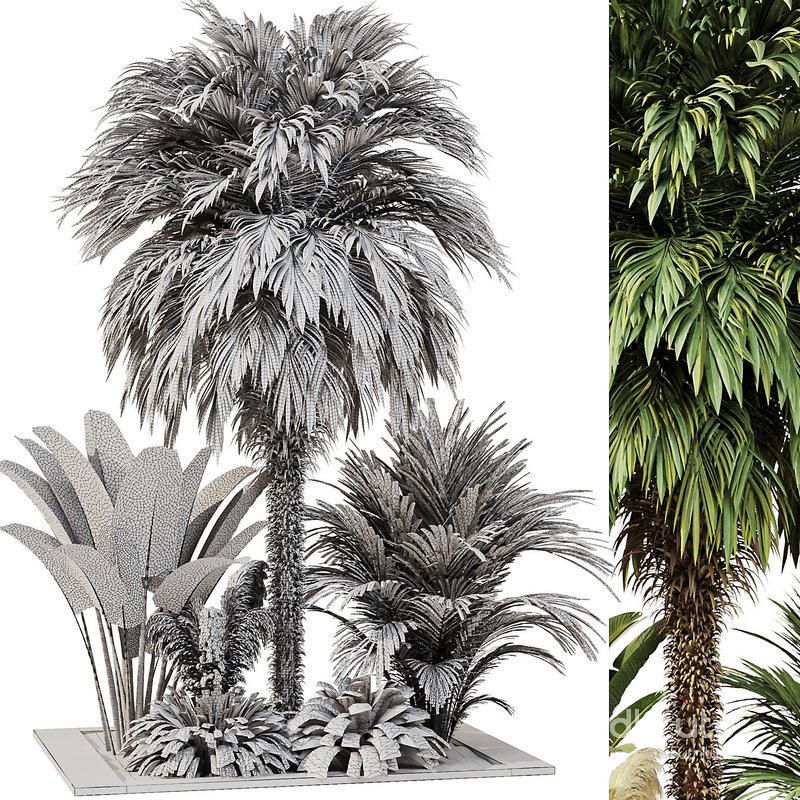 Outdoor Plant set5 Image 4