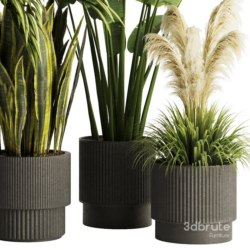 Indoor Plant Set54 Image 3