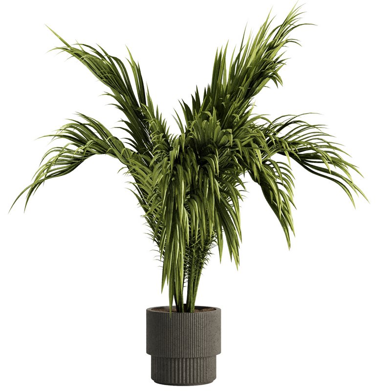 Indoor Plant Set54 Image 6