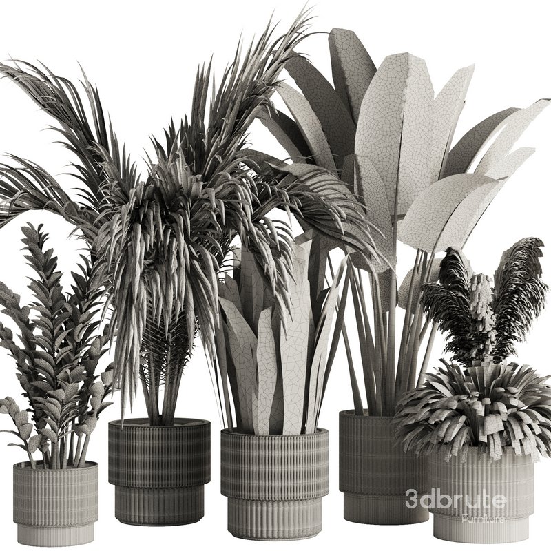 Indoor Plant Set54 Image 5