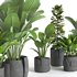 plant collection-set1 - Thumbnail 3