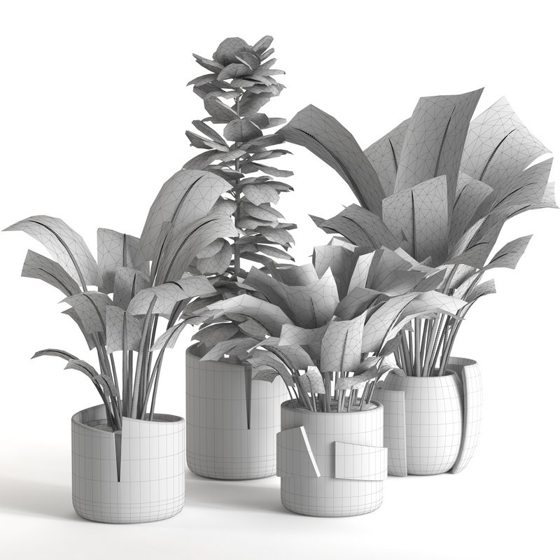 plant collection-set1 Image 5