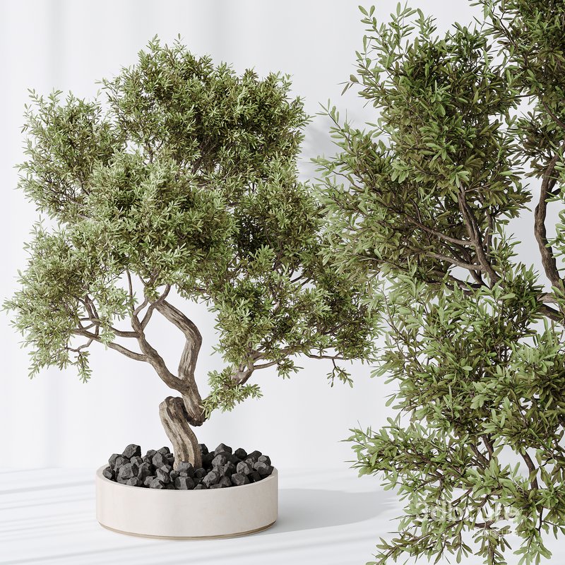 Indoor plant set 18 Image 4