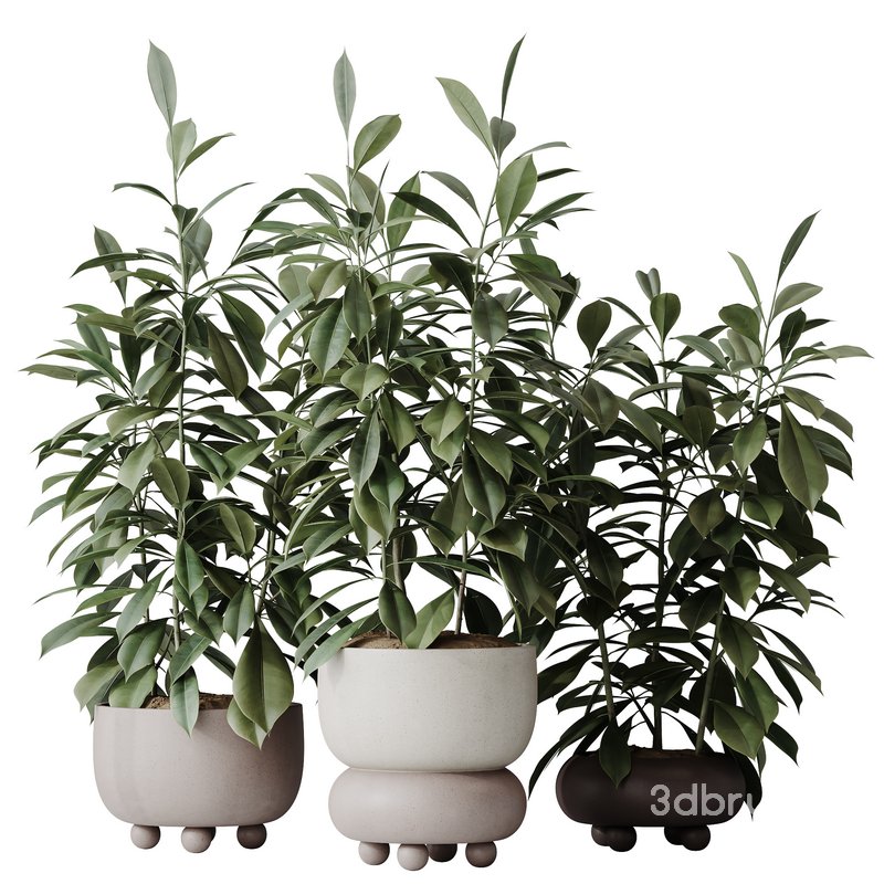 HQ HousePlants Ficus Cyathistipula African Fig Set02 Image 1