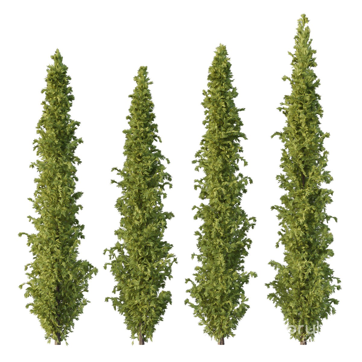 Cedrus deodara10 Image 2