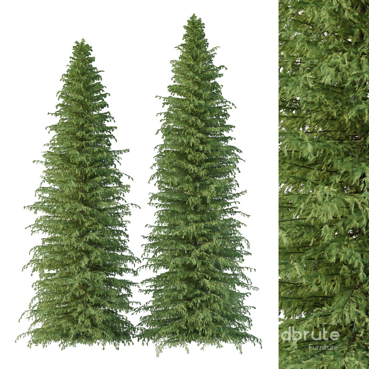 Cedrus deodara08 Image 1