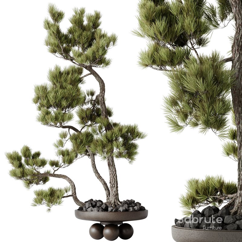 HQ HousePlants Bonsai Pinus Pentaphylla Thunbergii08 Image 1