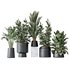 Indoor plant set 07 - Thumbnail 1
