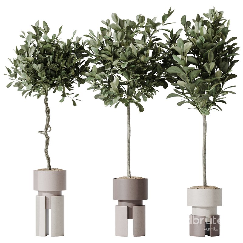 HousePlants Ficus Microcarpa Moclame Indian Laurel Set03 Image 2