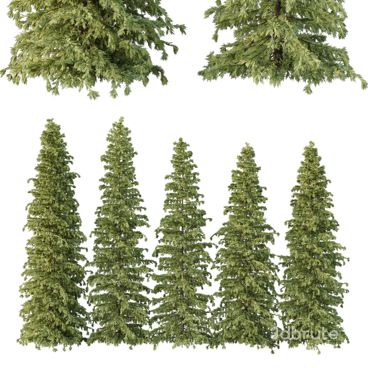 Cedrus deodara07 Image 1