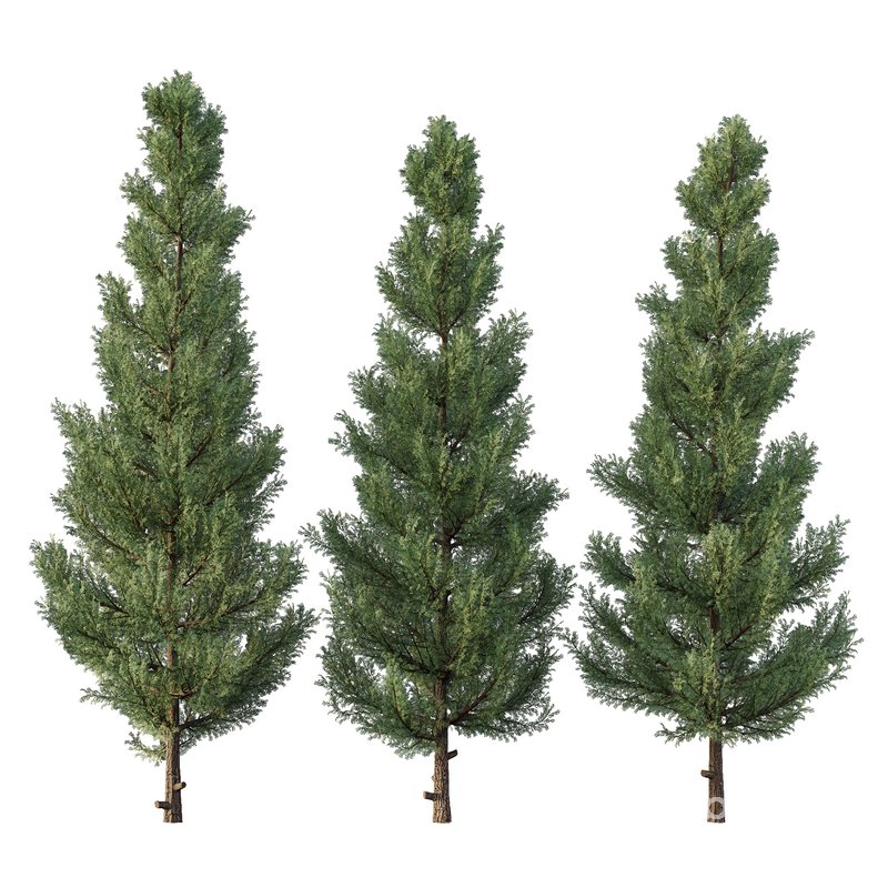 Cedar Tree01 Image 1