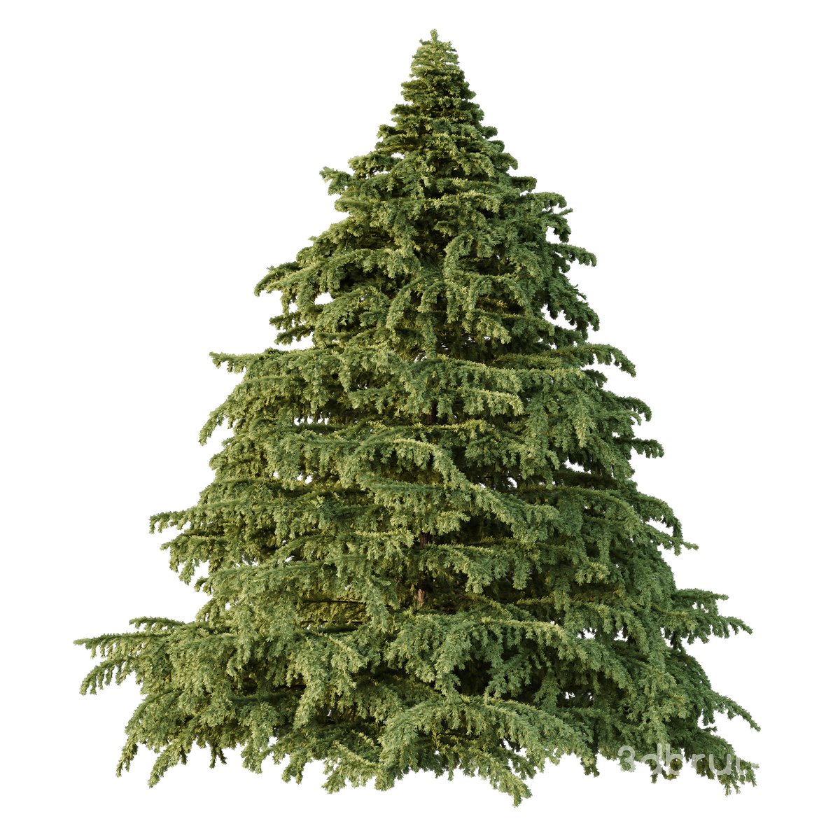 Cedrus deodara06 Image 1