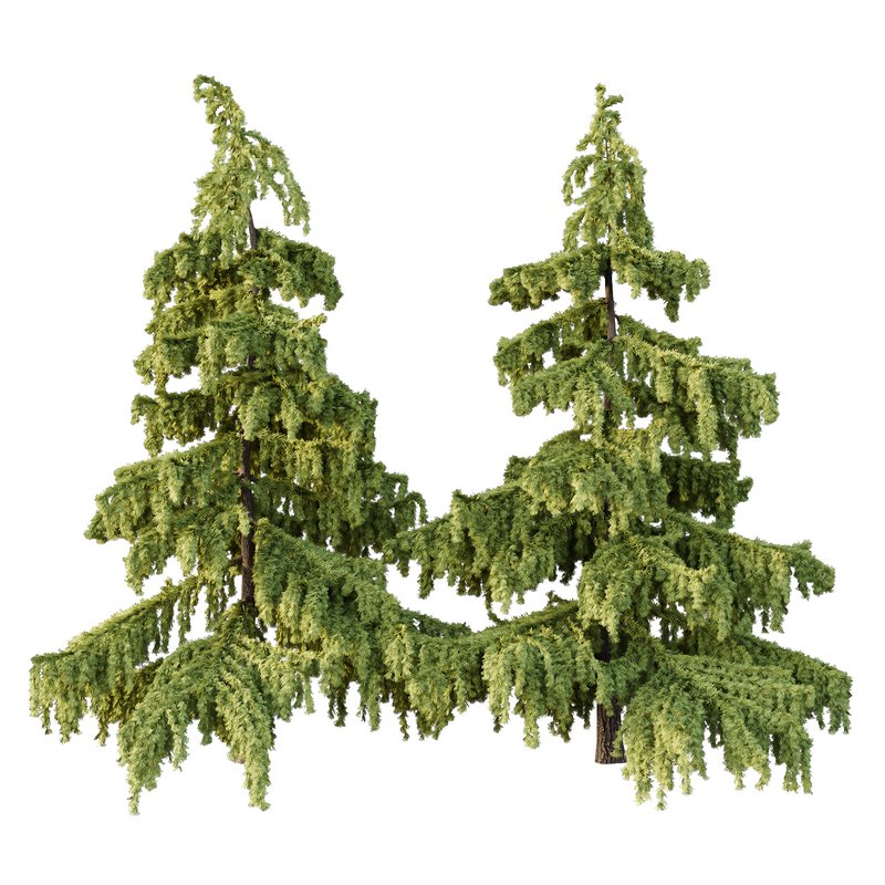 Cedrus deodara03 Image 1