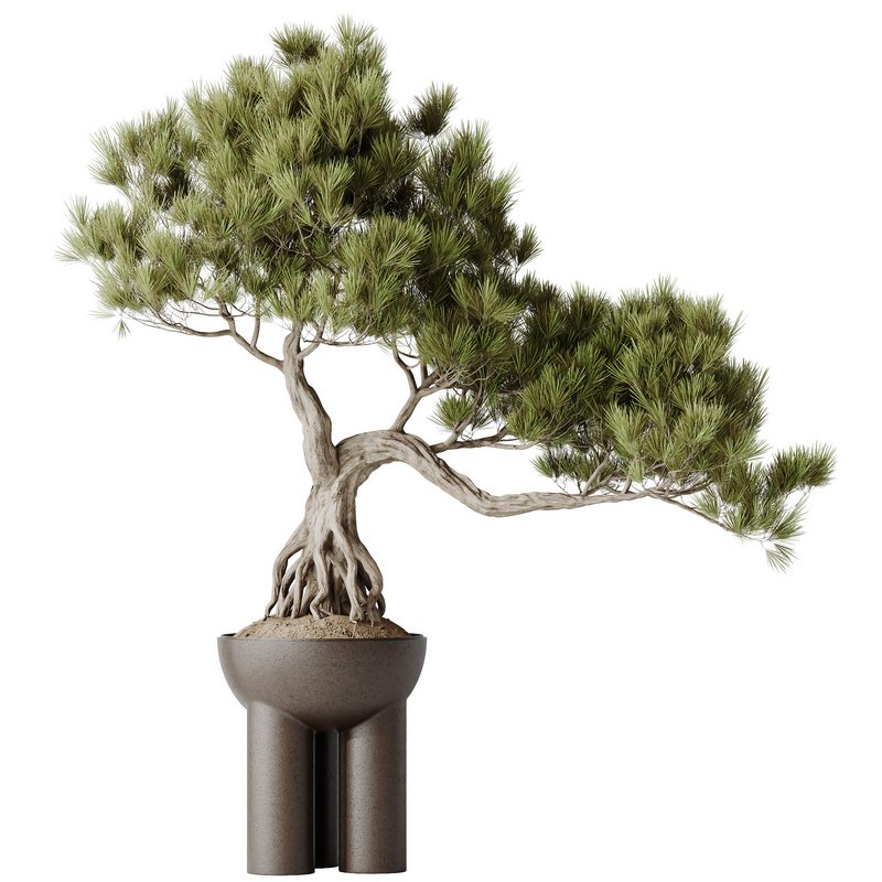HQ HousePlants Bonsai Pinus Pentaphylla Thunbergii11 Image 1