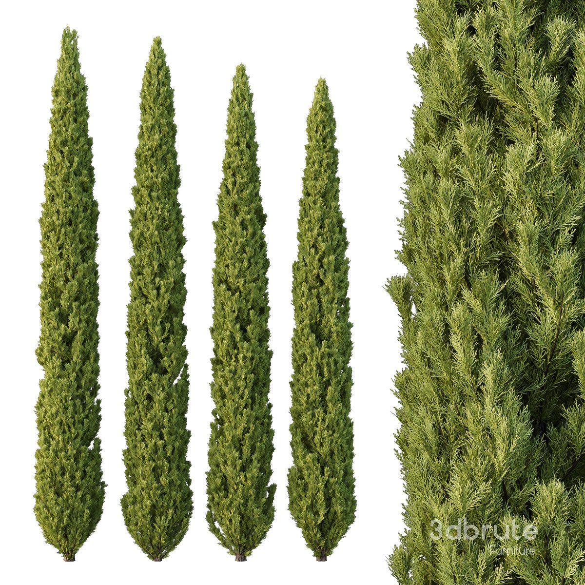 Cedrus deodara12 Image 1