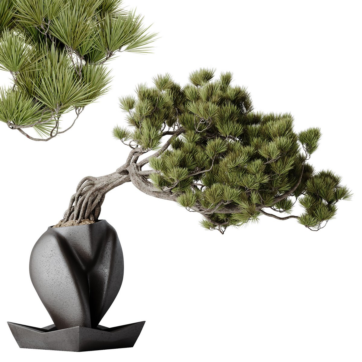 HousePlants Bonsai Pinus Pentaphylla Thunbergii06 Image 2