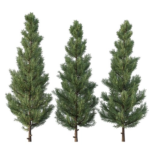 Cedar Tree01