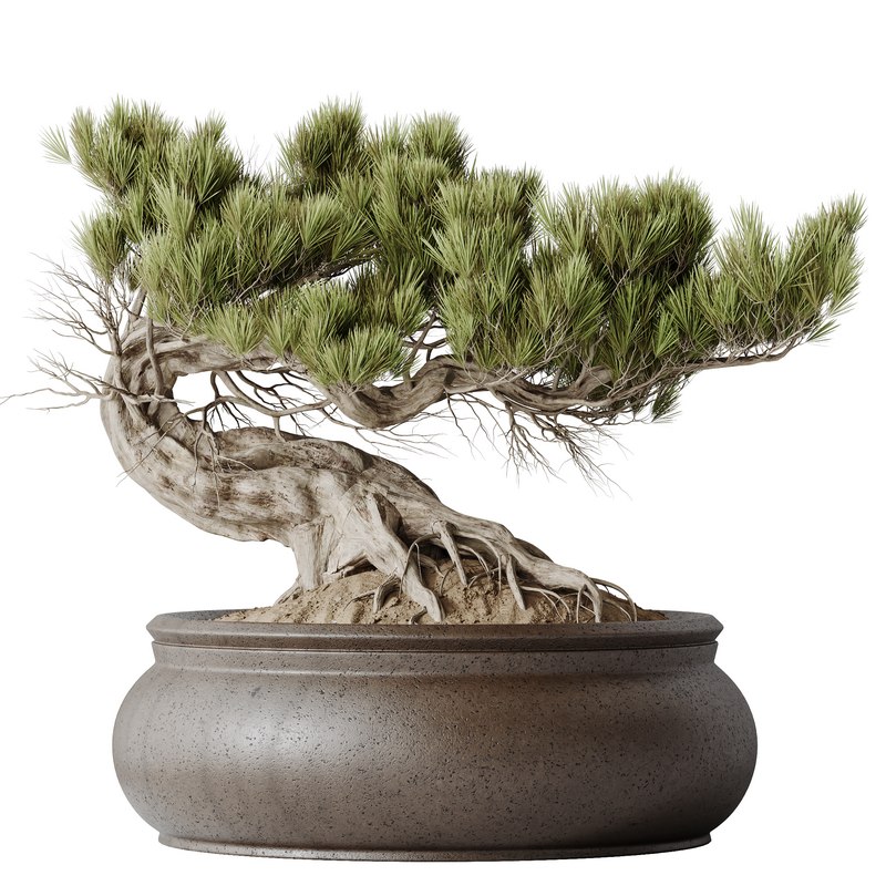 HousePlants Bonsai Pinus Pentaphylla Thunbergii09 Image 1