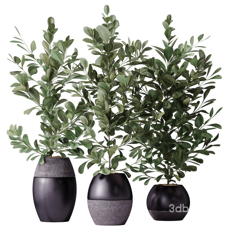 HousePlants Ficus Microcarpa Moclame Indian Laurel Set02 Image 3