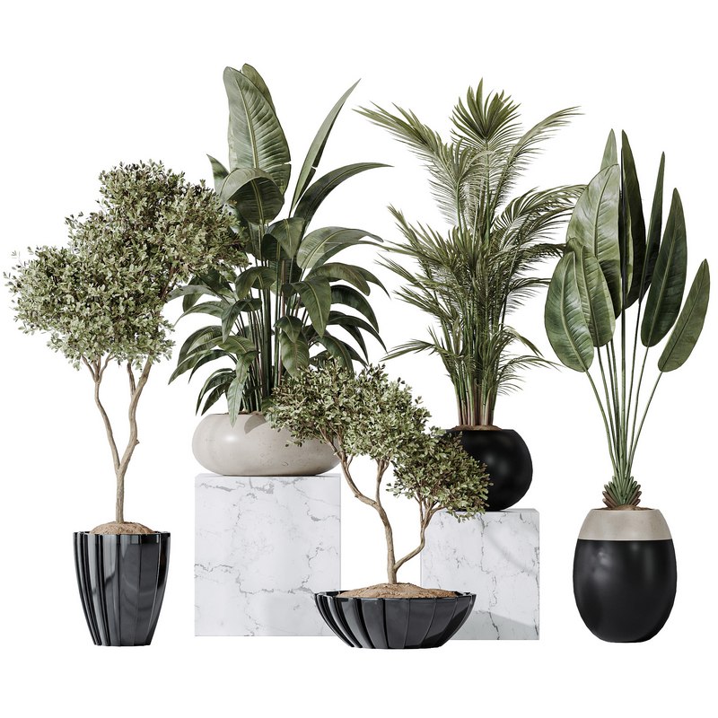 Indoor plant set 10 Image 2