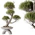 HQ HousePlants Bonsai Pinus Pentaphylla Thunbergii13 - Thumbnail 1