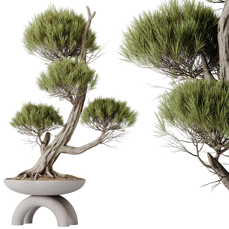 HQ HousePlants Bonsai Pinus Pentaphylla Thunbergii13 Image 1